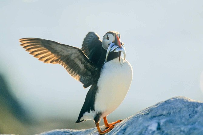 Newfoundland Puffin and Whale Watch Cruise - Whales, Dolphins, and the Luck Factor