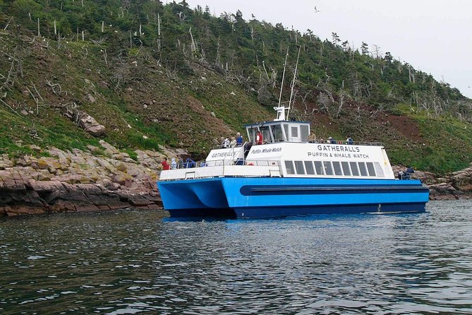 Newfoundland Puffin and Whale Watch Cruise - Commentary, Music, and Newfoundland Hospitality