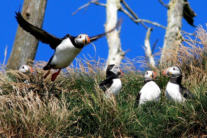 Newfoundland Puffin and Whale Watch Cruise - Is CA$94.06 a Good Value?