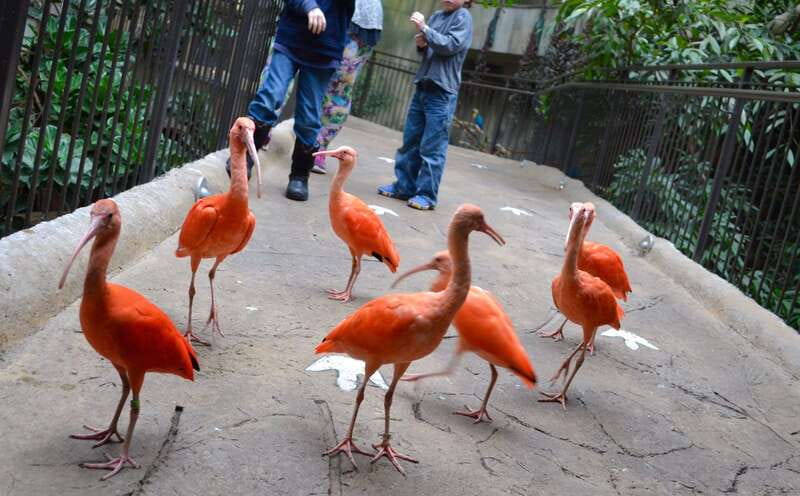 Niagara Falls, Canada: Bird Kingdom Entry Ticket - The Night Jungle and nocturnal creatures