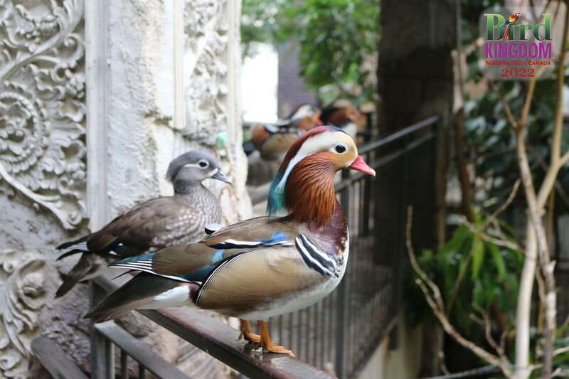 Niagara Falls, Canada: Bird Kingdom Entry Ticket - The free-flying rainforest aviary