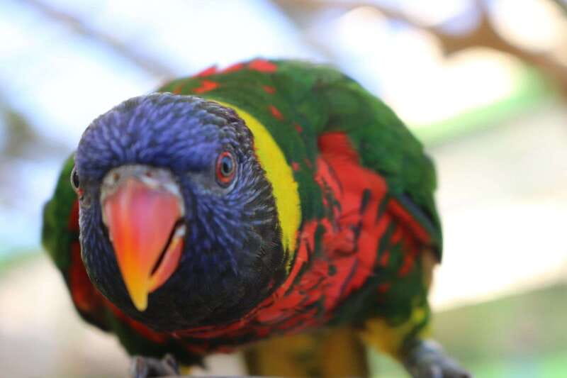 Niagara Falls, Canada: Bird Kingdom Entry Ticket - Parrots and live demonstrations
