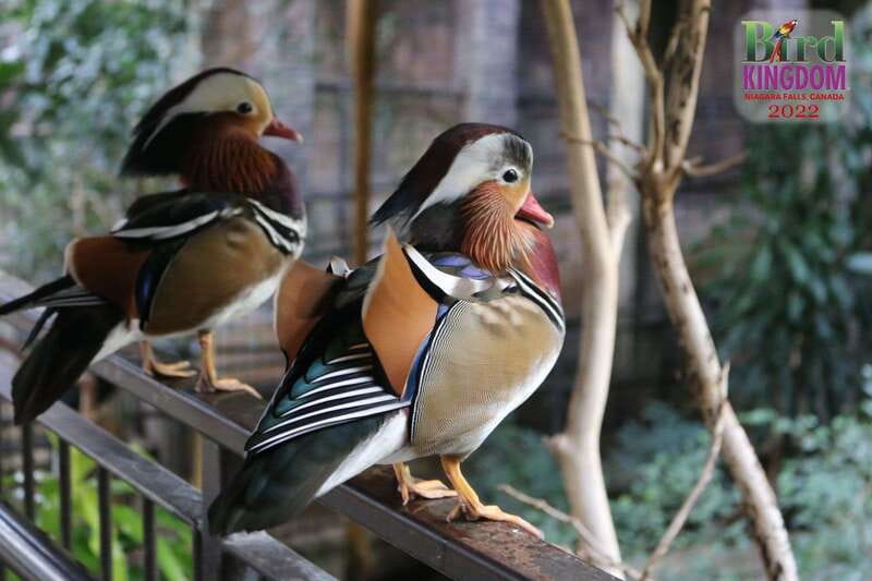 Niagara Falls, Canada: Bird Kingdom Entry Ticket - How long the visit really takes