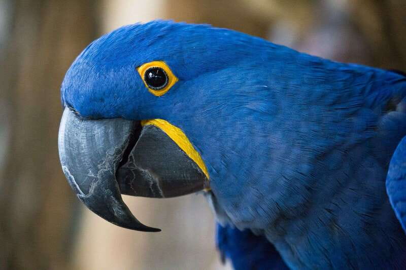 Niagara Falls, Canada: Bird Kingdom Entry Ticket - The lower levels: history, frogs, turtles, and smaller exhibits