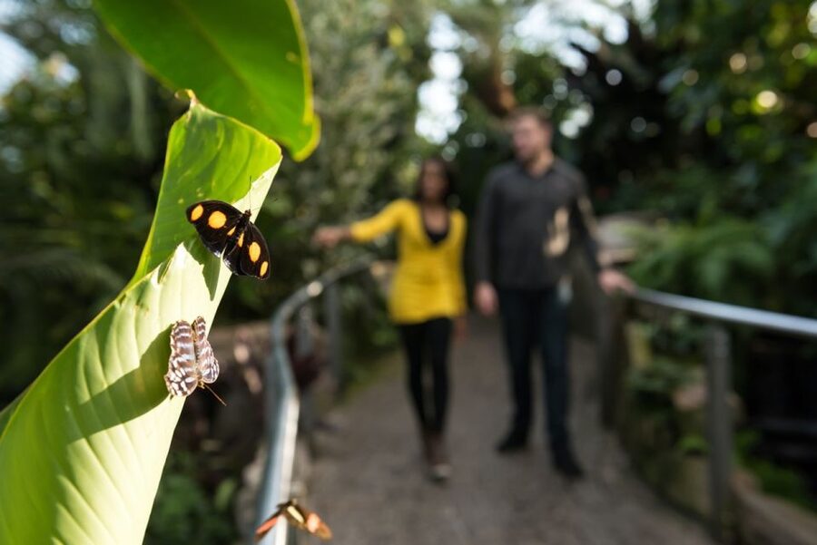Niagara Falls, Canada: Butterfly Conservatory Admission - A Tropical Pause Near Niagara Falls