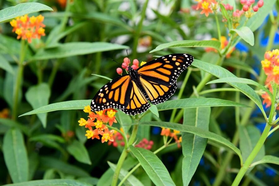 Niagara Falls, Canada: Butterfly Conservatory Admission - Meeting 45 Tropical Butterfly Species