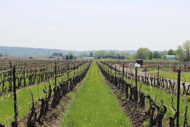 Niagara-on-the-Lake Grape to Glass Wine Experience - From grape to bottle