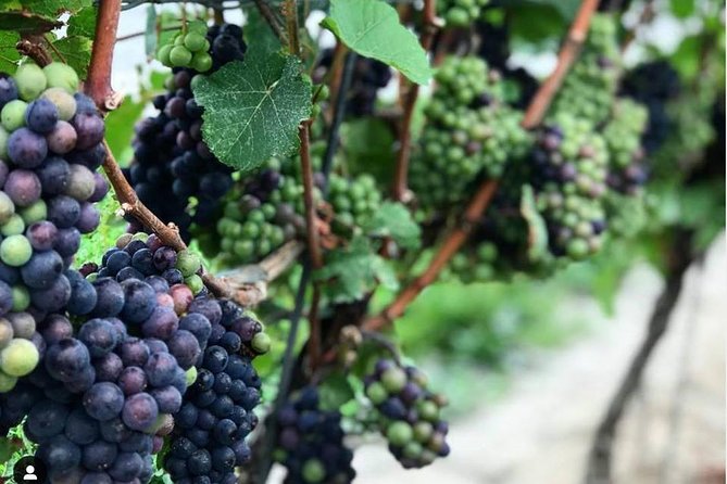 Niagara-On-The-Lake Guided Wine and Charcuterie Full-Day Tour - What this Niagara wine tour is really like
