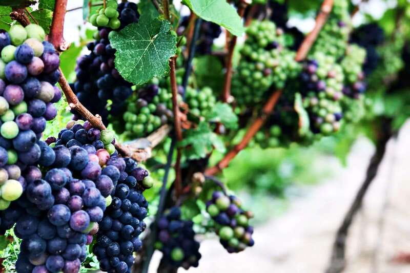 Niagara-on-the-Lake: Half-Day Wine, Beer & Charcuterie Tour - The timing issue you should understand before booking