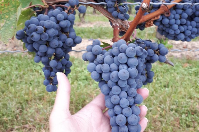 Niagara-on-the-Lake Wine Aft Tour with Cheese from Niagara Falls - The Best Guides Add More Than Transportation