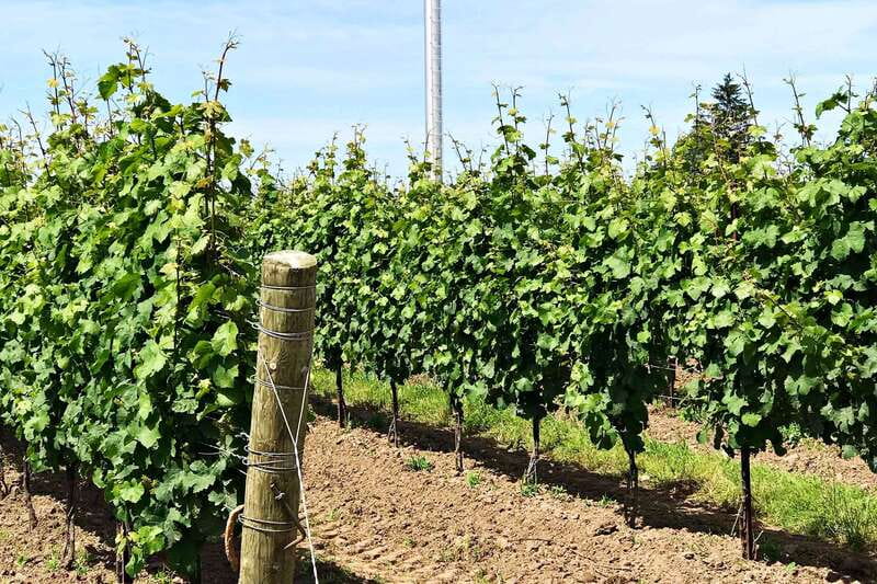 Niagara-on-the-Lake: Wine & Charcuterie Tour with Tastings - Reif Estate finishes with more tasting and wine-making