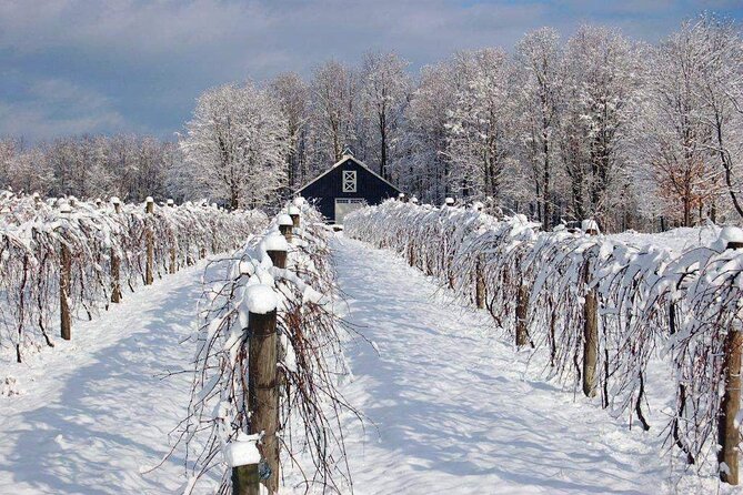 Niagara Wine Tour and Tastings with Transportation - Reif Estate combines barrels, grapes, and questions