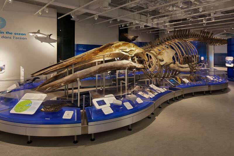 Ottawa: Canadian Museum of Nature Admission - Arctic Canada through ice and interactive displays