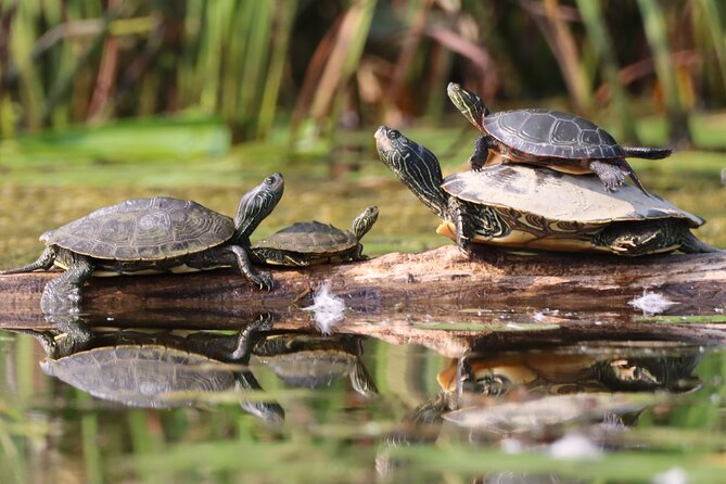 Ottawa: Ecological Reserve Kayak Tour with Turtle Sightings - The best part: finding turtles