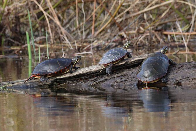 Ottawa: Ecological Reserve Kayak Tour with Turtle Sightings - Wildlife beyond the turtles