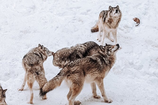 Ottawa Parc Omega Private Tour with Hotel Transfer - Is the Private Parc Omega Tour Worth Booking?