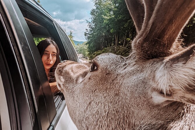 Ottawa Parc Omega Private Tour with Hotel Transfer - The Three-Hour Drive Through Parc Omega