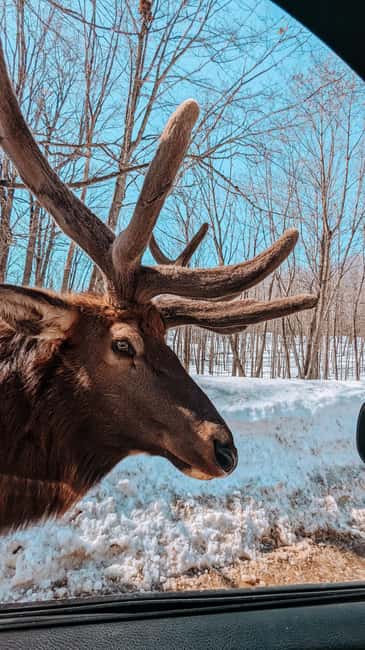 Ottawa: Private Parc Omega Wildlife Safari – Winter Magic - Leaving Ottawa for Parc Omega