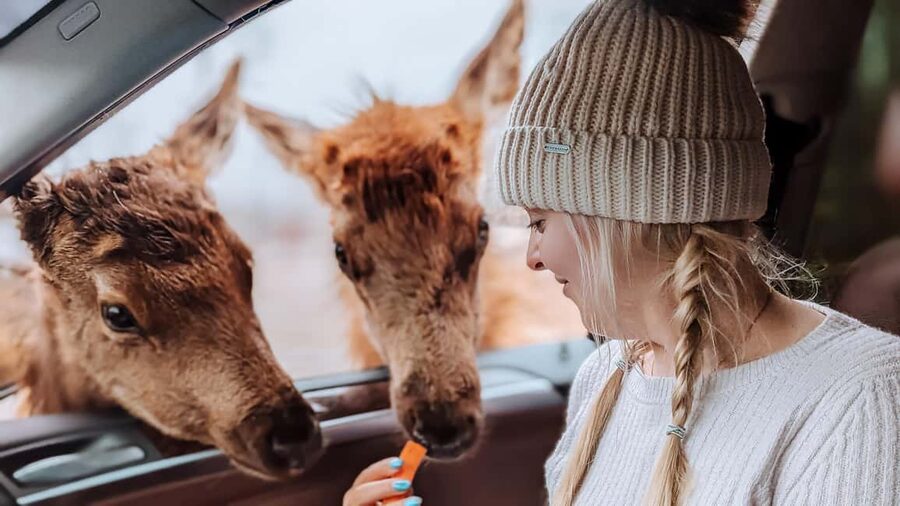 Ottawa: Private Parc Omega Wildlife Safari – Winter Magic - Why the guide matters so much