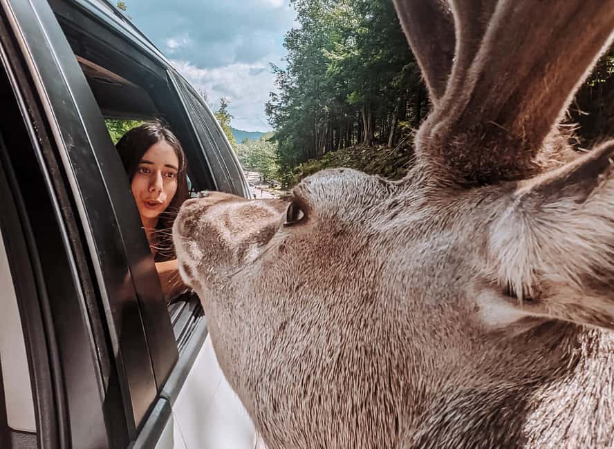 Ottawa: Private Parc Omega Wildlife Safari – Winter Magic - Is $183 per person good value?