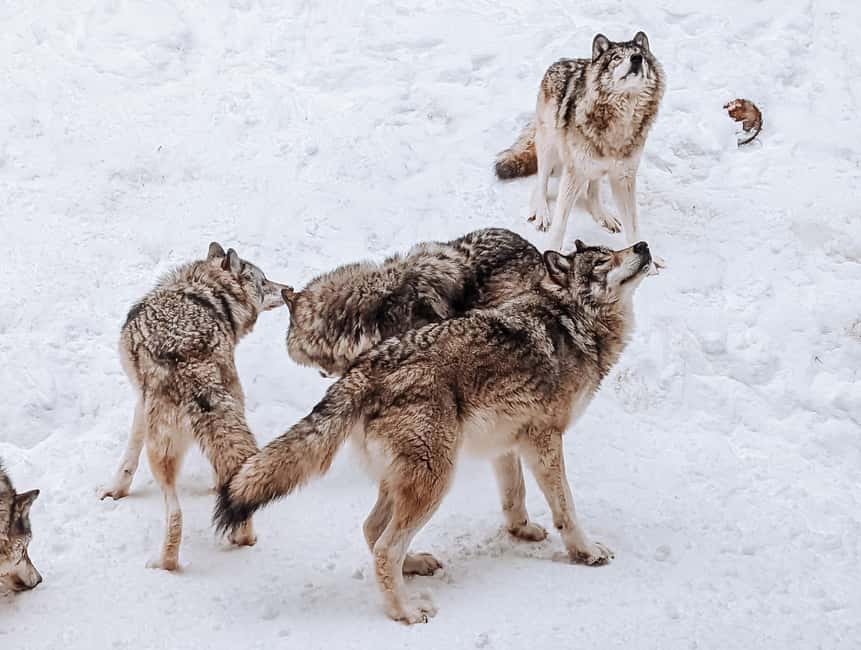 Ottawa: Private Parc Omega Wildlife Safari – Winter Magic - Choosing the best season and start time