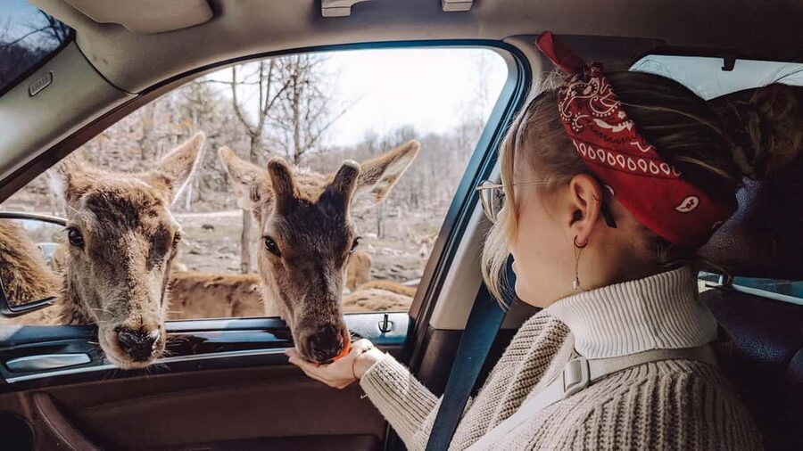 Ottawa: Private Parc Omega Wildlife Safari – Winter Magic - Who will enjoy this private safari?