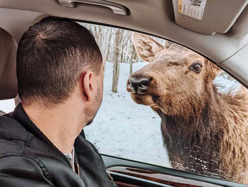 Ottawa: Private Parc Omega Wildlife Safari – Winter Magic - Should you book Parc Omega from Ottawa?