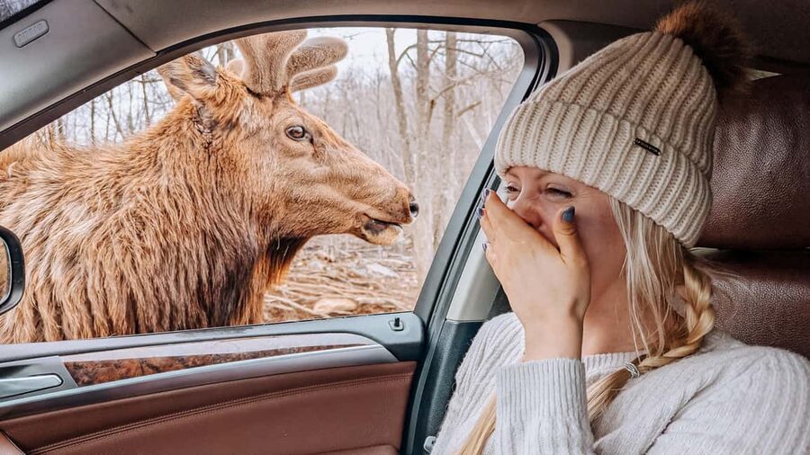 Ottawa: Private Parc Omega Wildlife Safari – Winter Magic - Getting out twice for walks and photos