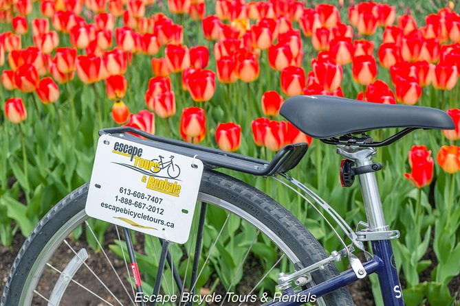 Ottawa Spring Tulip Festival Bike Tour - Dow’s Lake and the main tulip display