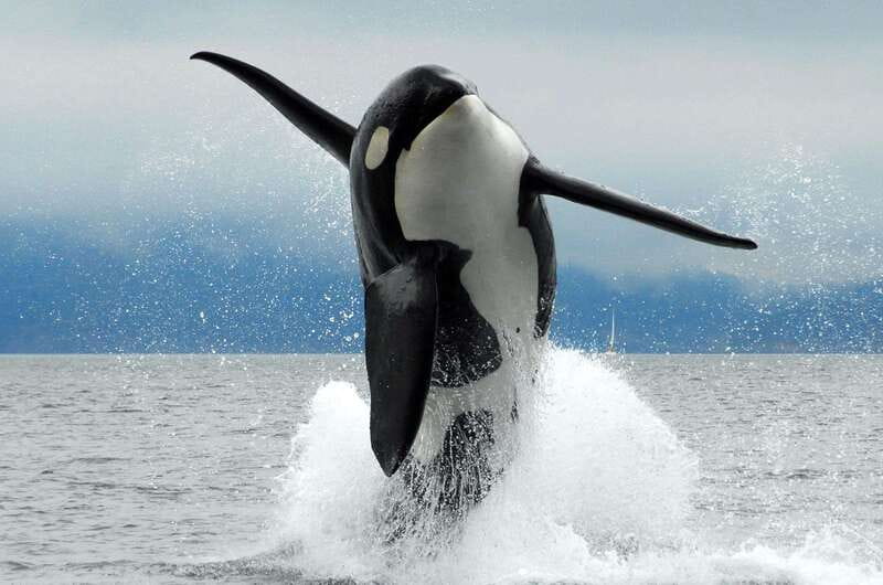 Parksville: Half-Day Whale and Wildlife Adventure - What This Parksville Whale Cruise Is Really Like