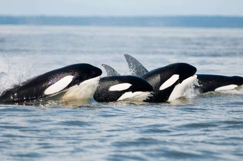 Parksville: Half-Day Whale and Wildlife Adventure - Searching For Bigg’s Killer Whales And Humpbacks
