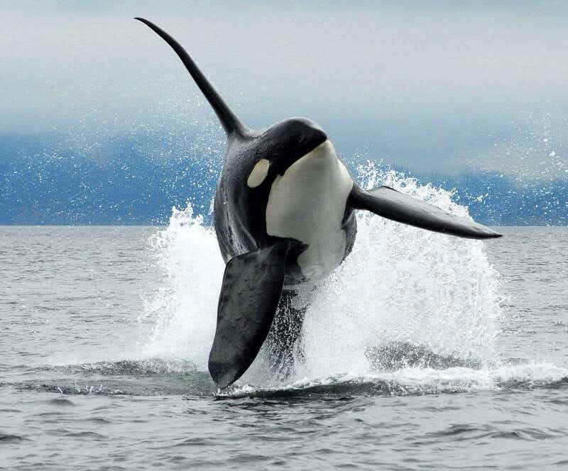 Parksville: Half-Day Whale and Wildlife Adventure - Why The Three-And-A-Half-Hour Length Matters