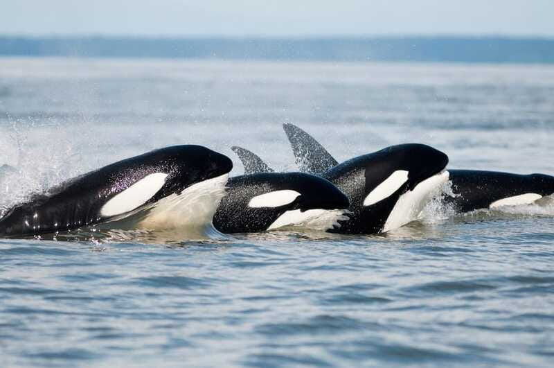 Parksville: Half-Day Whale and Wildlife Adventure - Safety, Clothing, And Who Should Skip It