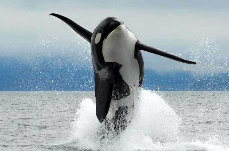 Parksville: Half-Day Whale and Wildlife Adventure - Is $155 A Fair Price?