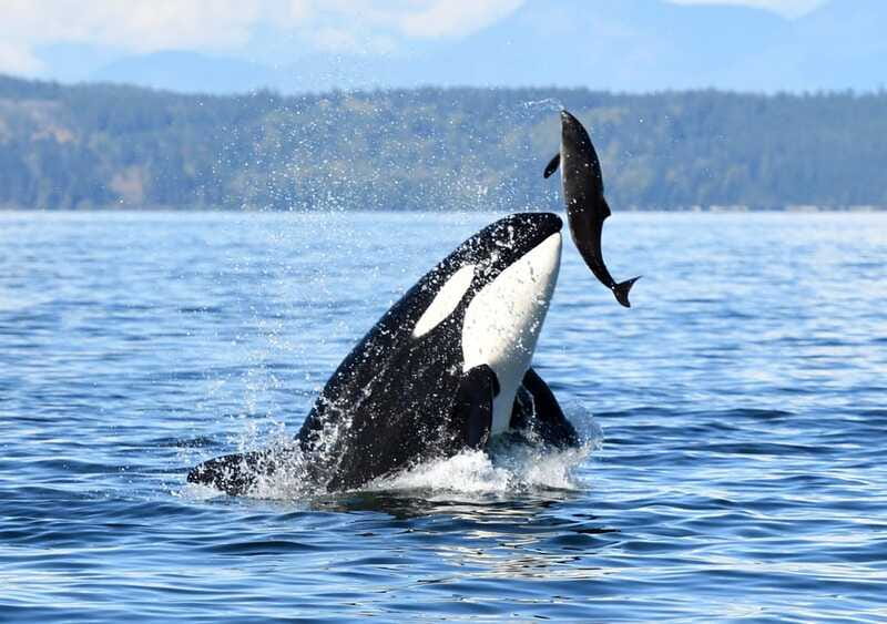 Parksville: Half-Day Whale and Wildlife Adventure - The Best Fit For This Parksville Outing