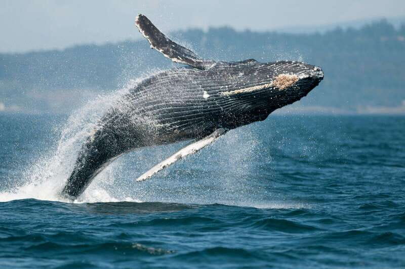 Parksville: Half-Day Whale and Wildlife Adventure - Leaving 1055 Lee Road For the Salish Sea