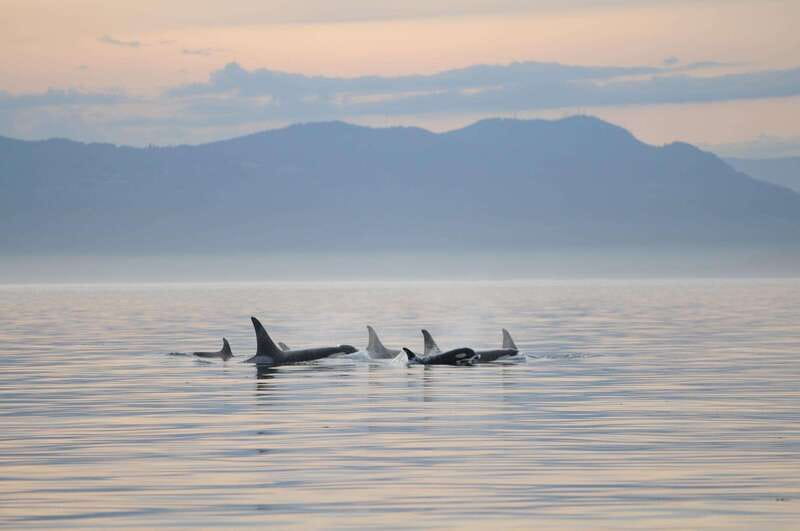 Parksville: Sunset Whale and Wildlife Adventure - Leaving Parksville for the northern Salish Sea