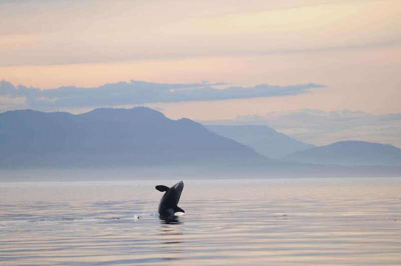 Parksville: Sunset Whale and Wildlife Adventure - Searching for Biggs killer whales and humpbacks