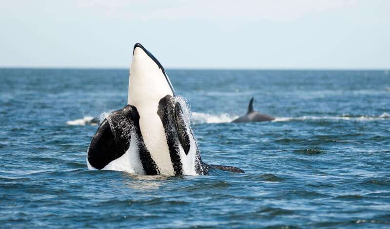 Parksville: Sunset Whale and Wildlife Adventure - Guides who explain more than animal names