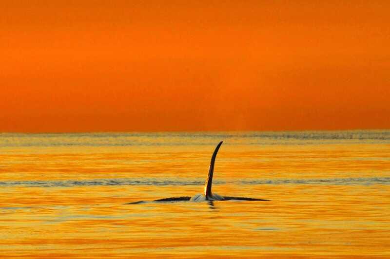 Parksville: Sunset Whale and Wildlife Adventure - Staying warm and comfortable on the boat