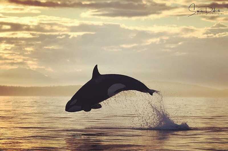 Parksville: Sunset Whale and Wildlife Adventure - Is $155 a fair price?