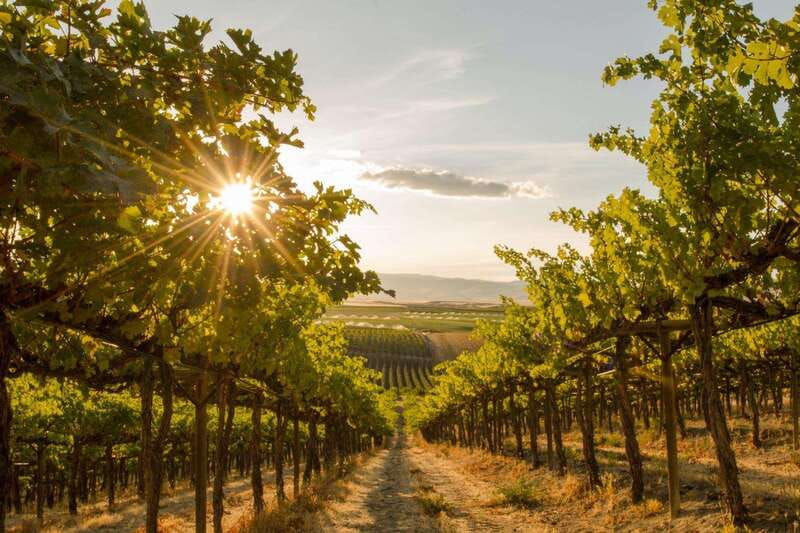 Penticton: Naramata Bench Full Day Guided Wine Tour - Key Details Before You Book