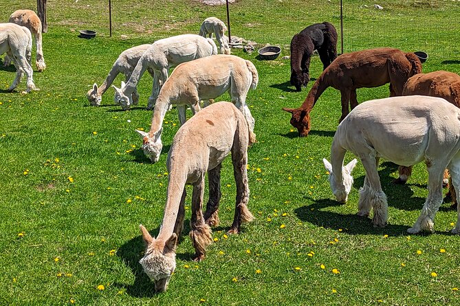 Pontiac Farm Tour - Day Trip From Ottawa & Gatineau - Coronation Hall, cider, lunch, and apple pie