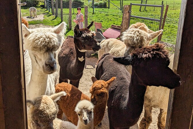 Pontiac Farm Tour - Day Trip From Ottawa & Gatineau - Ferme Ostribee and the ostrich farm