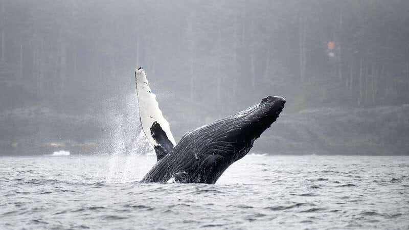 Port Hardy: Sea Otter and Whale Watching - Port Hardy to the Open Water