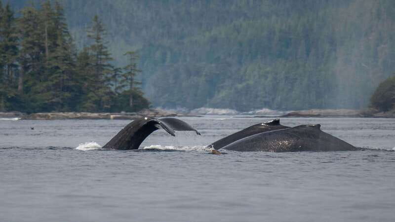 Port Hardy: Sea Otter and Whale Watching - Booking Details That Matter