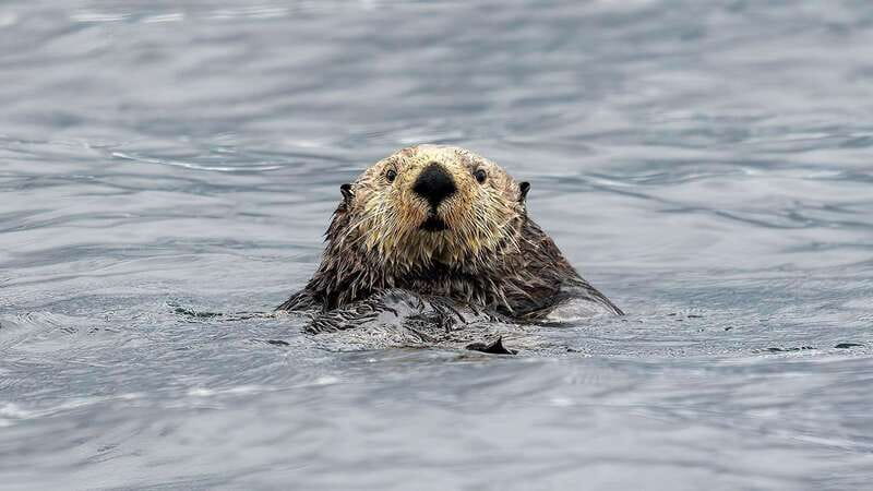 Port Hardy: Sea Otter and Whale Watching - Listening Through the Hydrophone