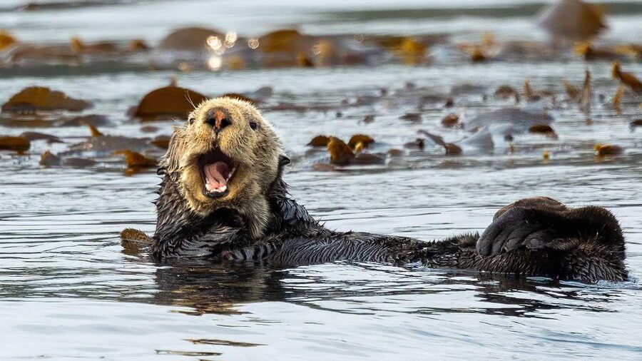 Port Hardy: Sea Otter and Whale Watching - The Role of the Local Guides