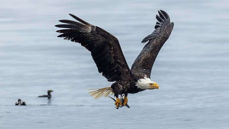 Port Hardy: Sea Otter and Whale Watching - Lunch, Hot Drinks, and Five and a Half Hours Afloat