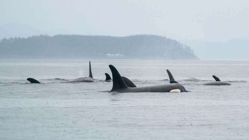 Port Hardy: Sea Otter and Whale Watching - Fog, Weather, and the Limits of Photography